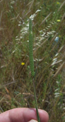 Phleum subulatum,
Codolina subulata,
Italian timothy,
Mediterranean Catstail