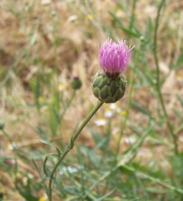 Mantisalca salmantica,
dagger flower,
dagger-flower,
Fiordaliso di Salamanca,
Mantisalca