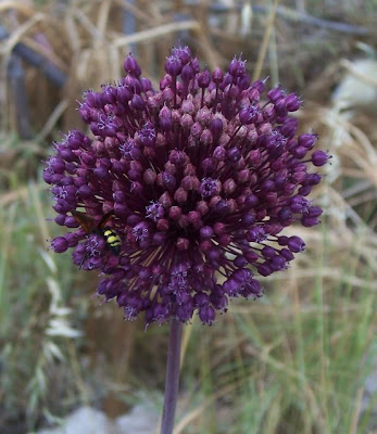 Allium ampeloprasum,
broadleaf wild leek,
Porraccio,
Wild Leek