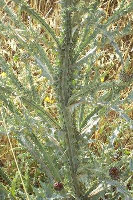 Onopordum illyricum,
cardo-ilírico,
Illyrian cottonthistle,
Illyrian thistle,
Onopordo maggiore