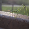 Grasshopper or katydid species?