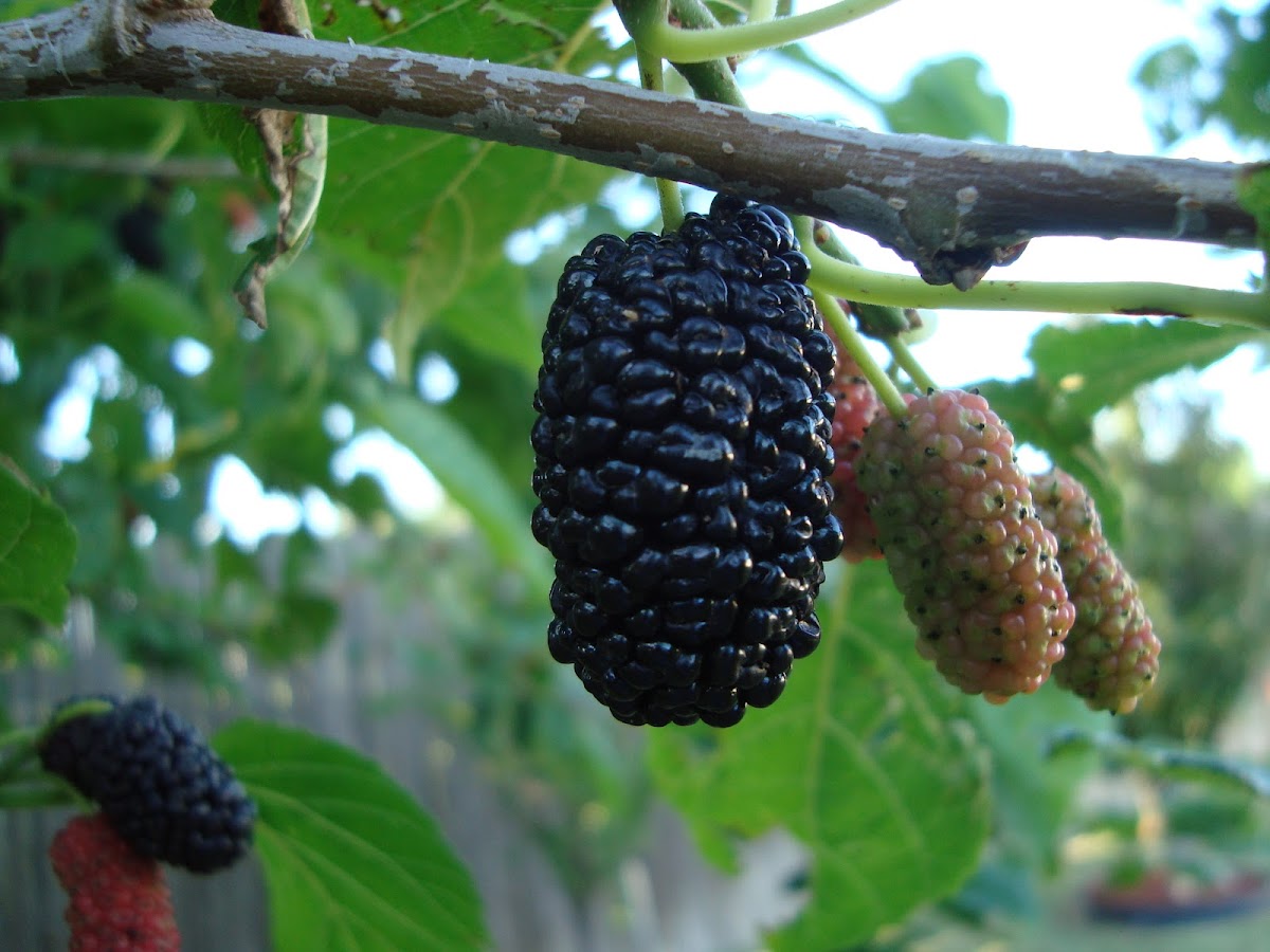 Texas Mulberry