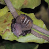 New World Leaf-Nosed bat