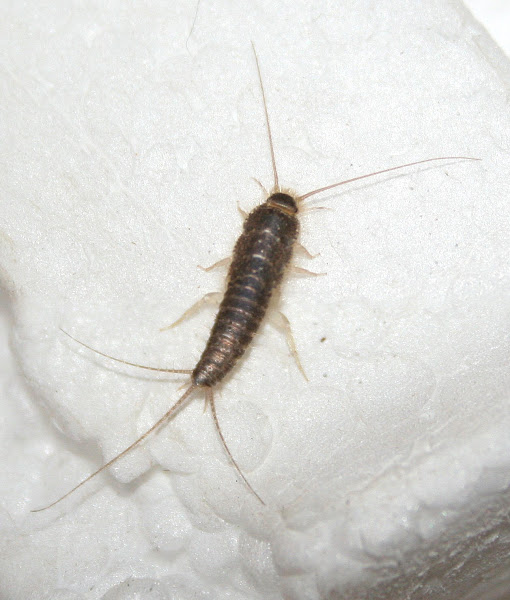 Silverfish | Project Noah