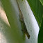 flat-tailed house gecko