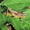 Graceful Sedge Grasshopper