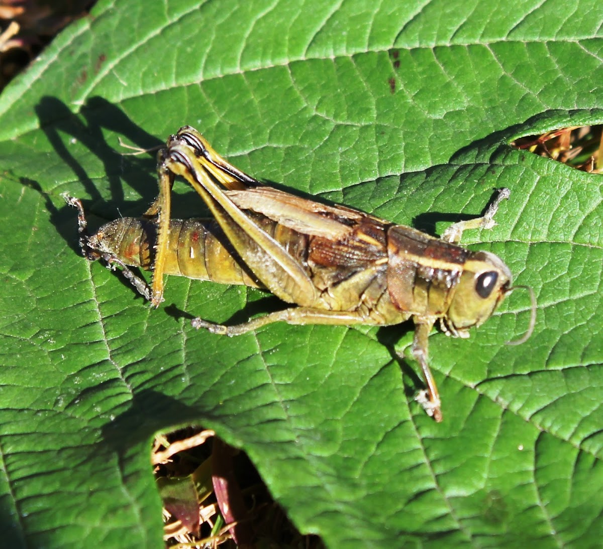 Graceful Sedge Grasshopper