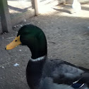 Mallard Duck