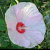 Swirl Hardy Hibiscus