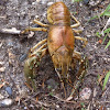 Freshwater Crayfish