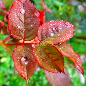 The magic of raindrops by Gordana Cajner - Nature Up Close Natural Waterdrops
