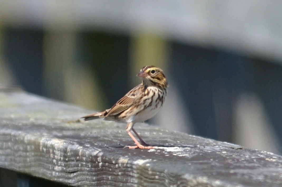 Savannah Sparrow