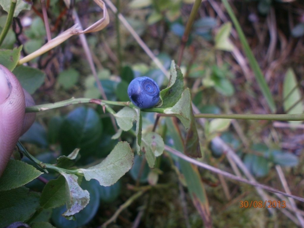 Bilberry or Winberry