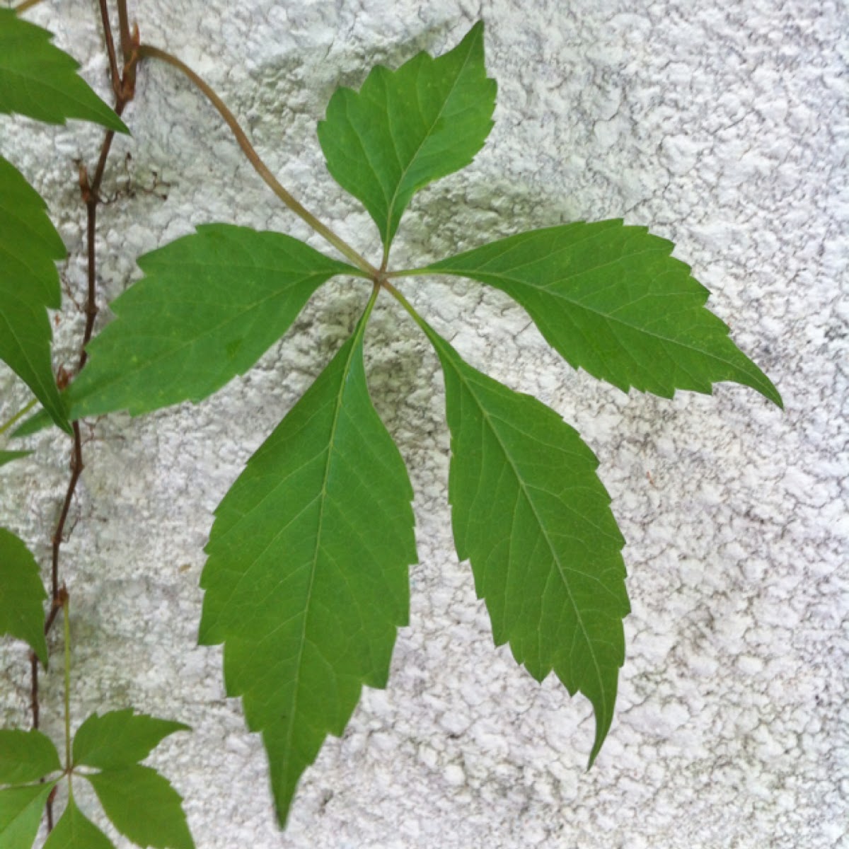 Virginia Creeper