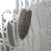 Brown house moth