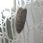 Brown house moth