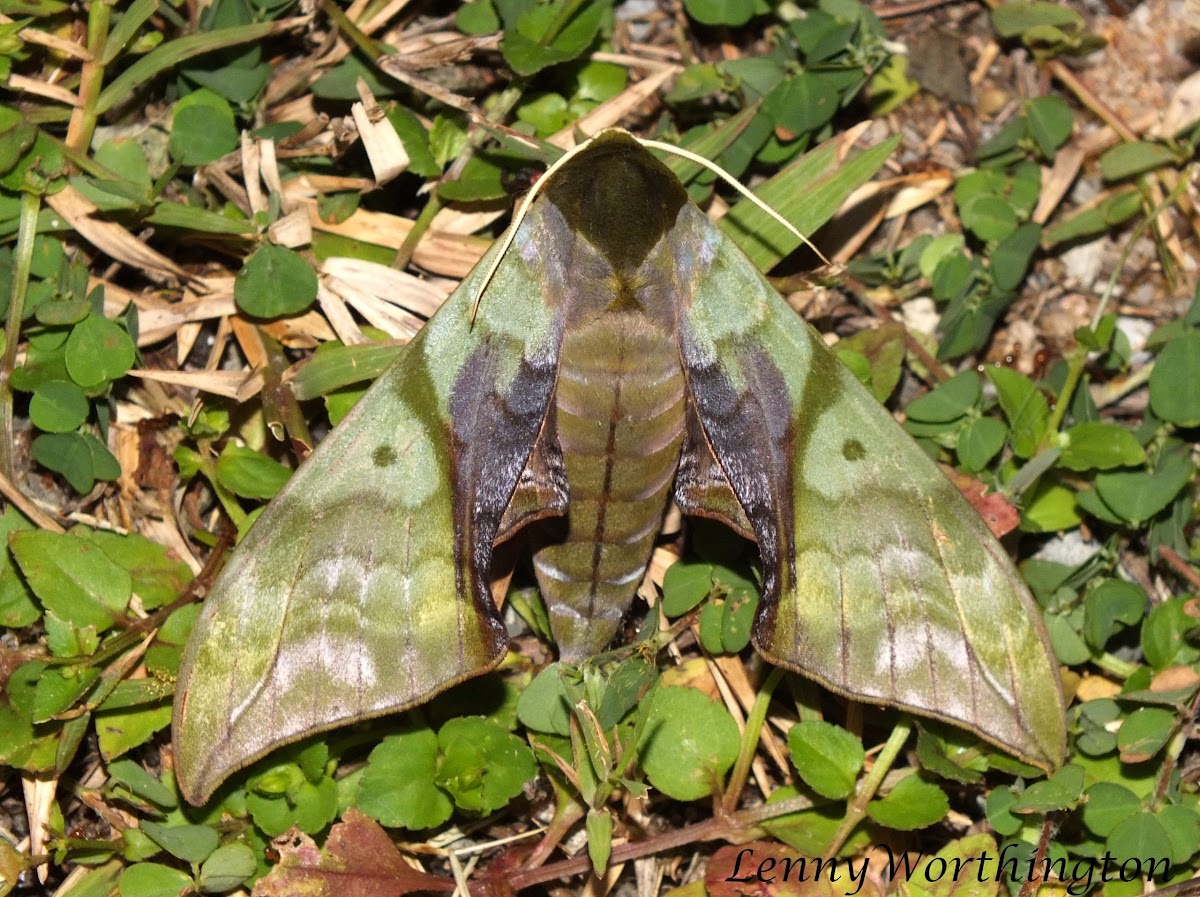 Rubicosa Hawk Moth