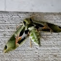 Pandora Sphinx moth