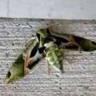 Pandora Sphinx moth
