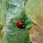 Transverse Ladybug
