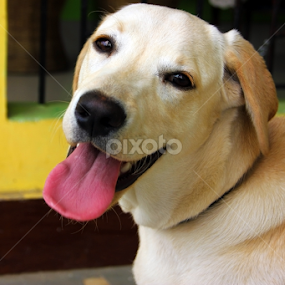 by Pulastyya Phukan - Animals - Dogs Portraits