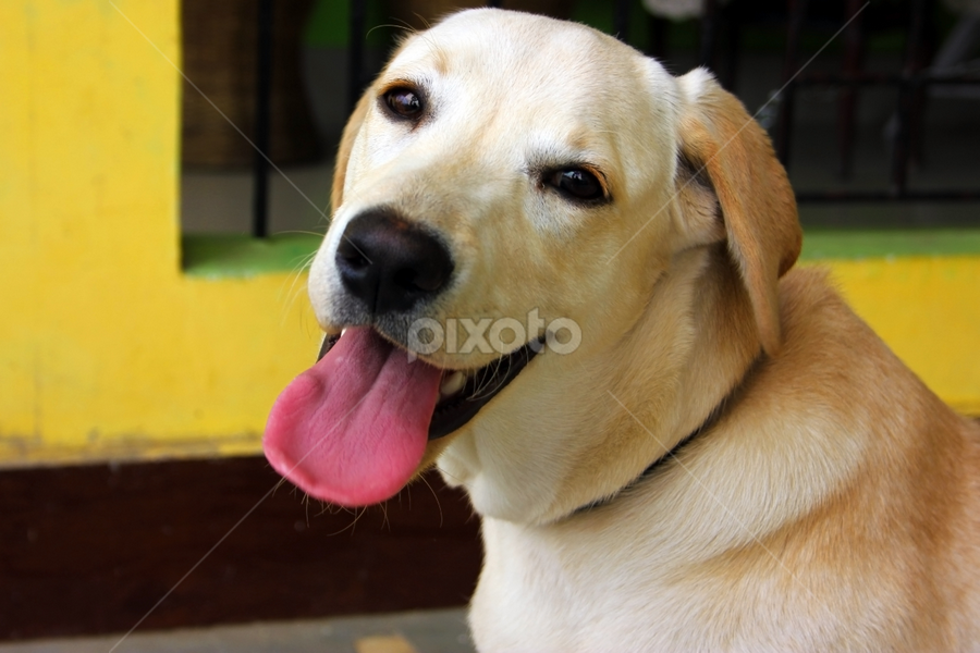 by Pulastyya Phukan - Animals - Dogs Portraits