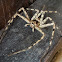 Brown Huntsman Spider