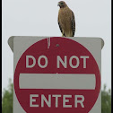 Red-shouldered Hawk