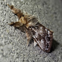 Margined Browntail Moth