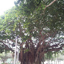 LARGE BANYAN TREET
