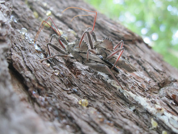Wheel Bug | Project Noah