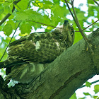 Red-tailed Hawk