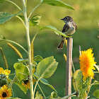 Eastern Phoebe