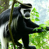  Abyssinian Black and white colobus