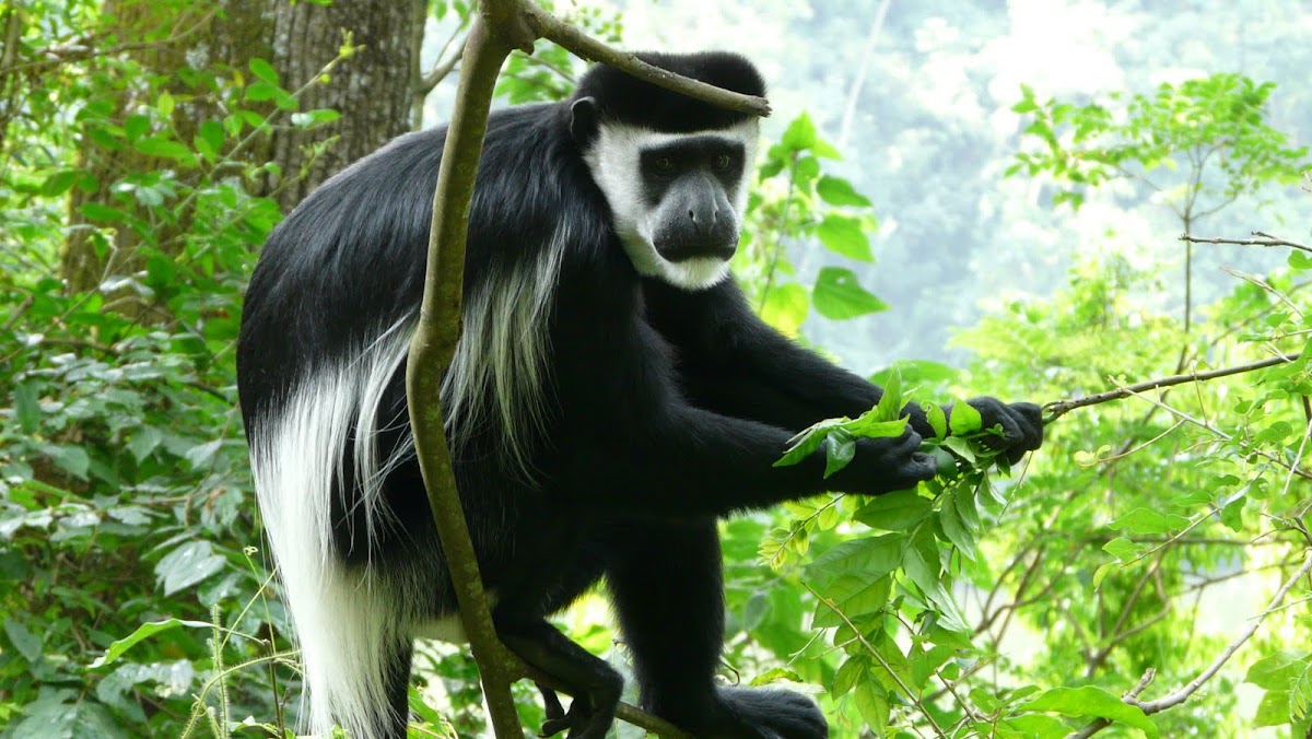  Abyssinian Black and white colobus