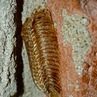 Mantis egg pod