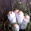 Shaggy Ink Cap