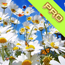 Flowers Pro Live Wallpaper mobile app icon