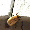 Grapevine Beetle