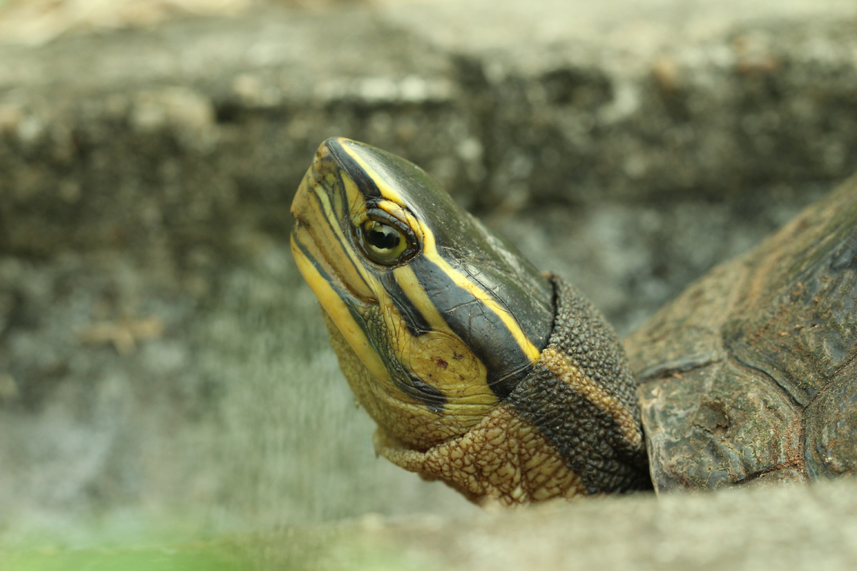 Malayan Box turtle
