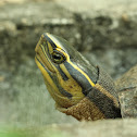 Malayan Box turtle