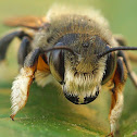 Megachile willughbiella