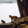 Bonnet macaque