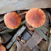 Deceiver mushroom