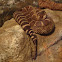 North pacific rattlesnake