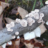 Little Nest Polypore