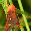 Pink-striped Oakworm Moth