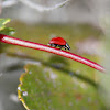 Spotless ladybird Beetle