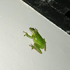 Green Tree Frog