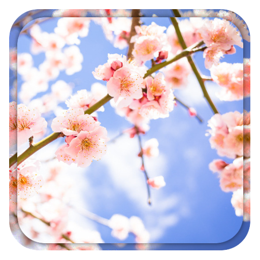 Sakura Live Wallpaper 個人化 App LOGO-APP開箱王